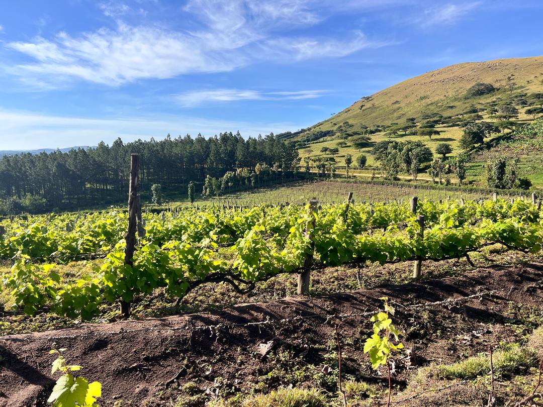 Eco-Lakes International (7)